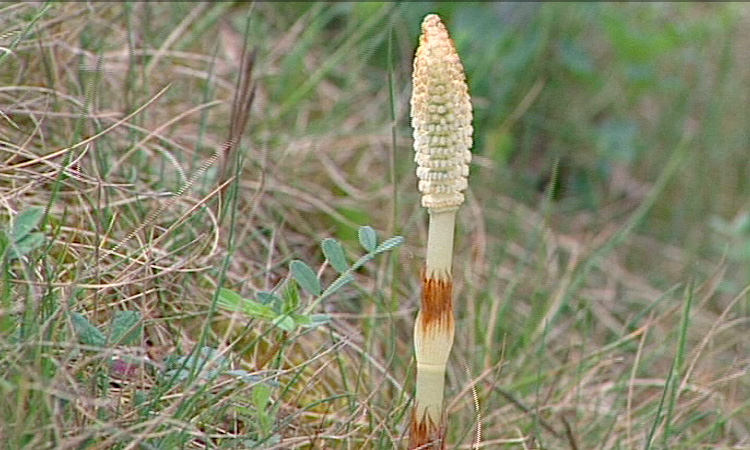 Dissémination des spores - La grande Prêle - 3mn 01s